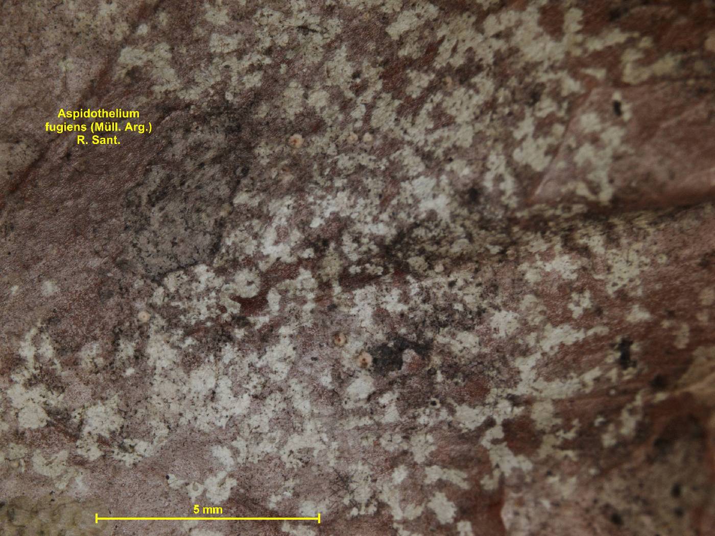 Представитель Семейства Aspidotheliaceae